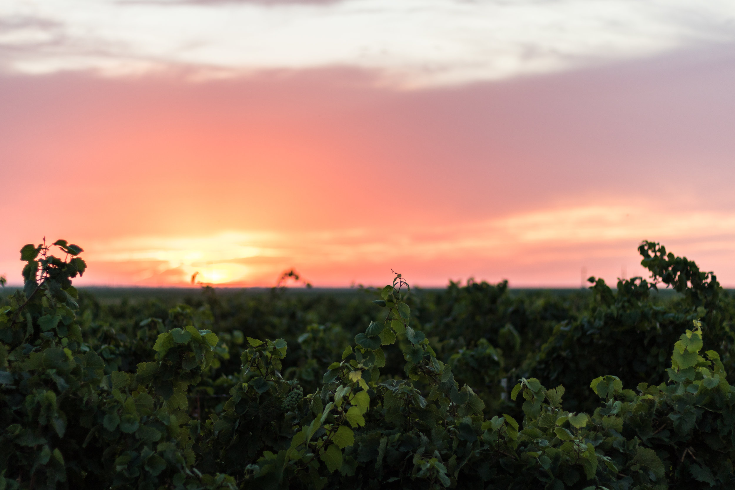 Krick Hill Harvest-11.jpg